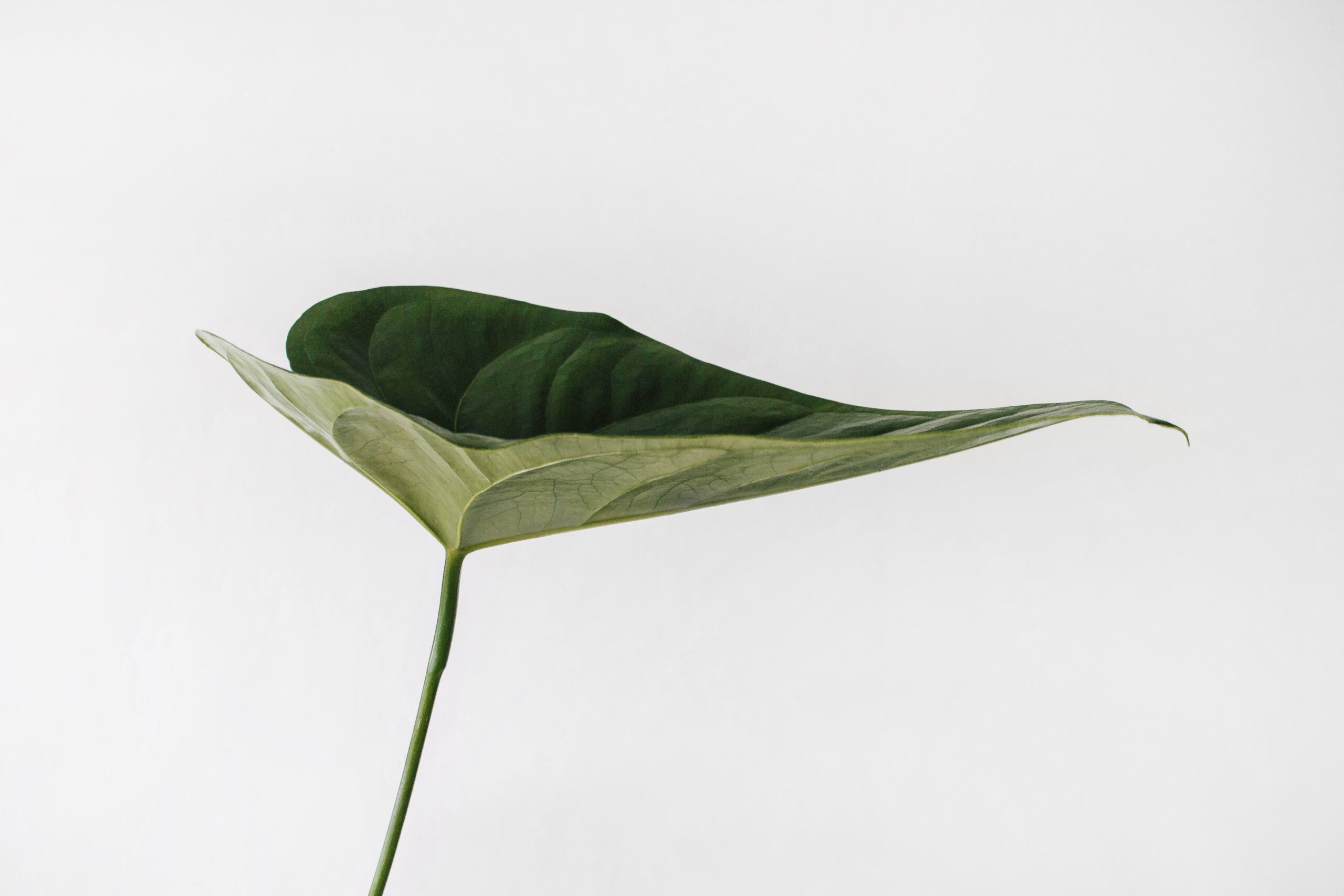 A single plant leaf